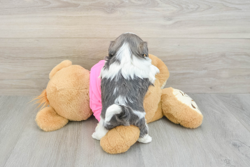 Meet Garrett - our Shih Tzu Puppy Photo 2/3 - Florida Fur Babies