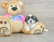 5 week old Shih Tzu Puppy For Sale - Florida Fur Babies