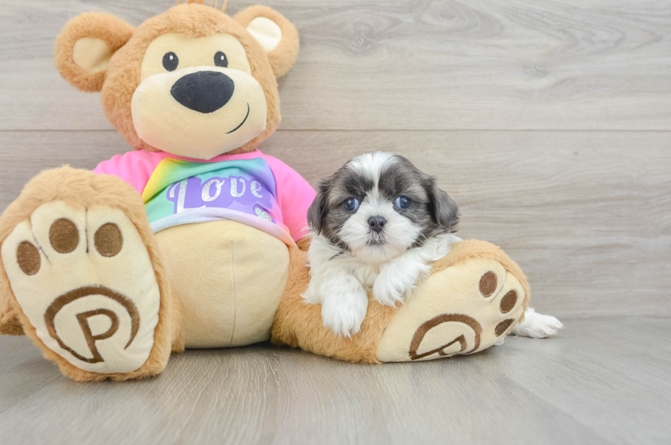 5 week old Shih Tzu Puppy For Sale - Florida Fur Babies