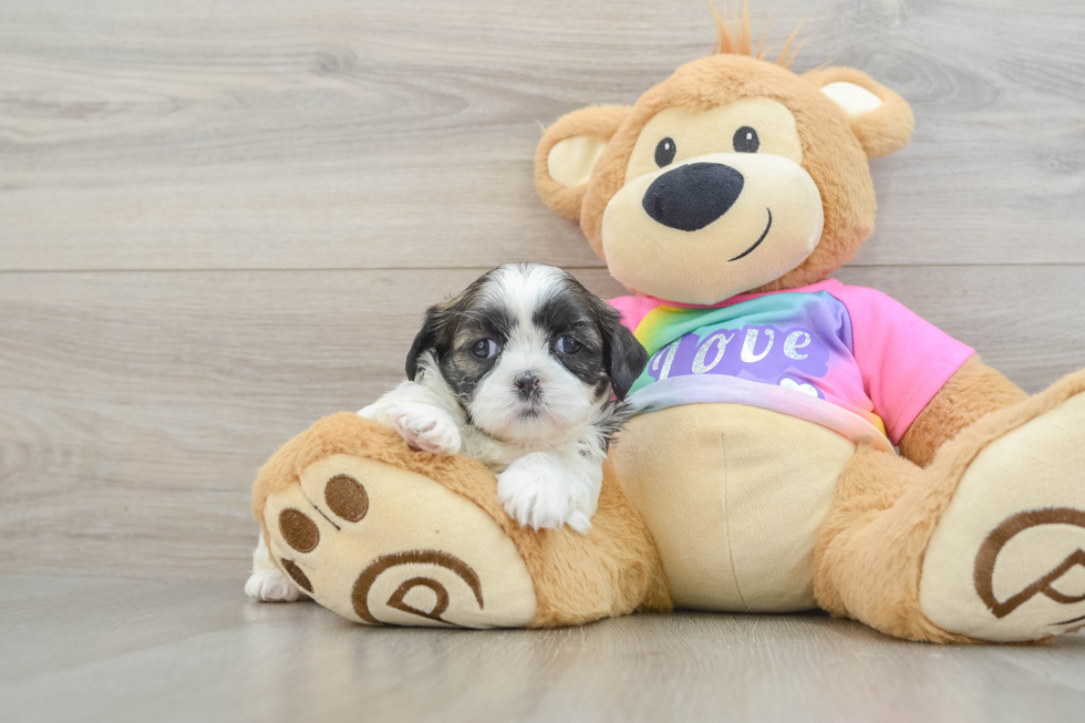 Shih Tzu Puppy for Adoption