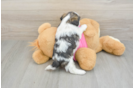 Shih Tzu Puppy for Adoption