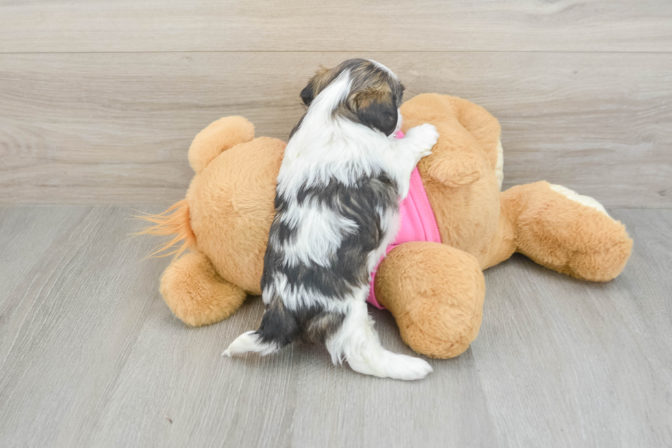Shih Tzu Puppy for Adoption