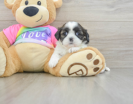 5 week old Shih Tzu Puppy For Sale - Florida Fur Babies