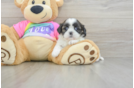 Shih Tzu Puppy for Adoption