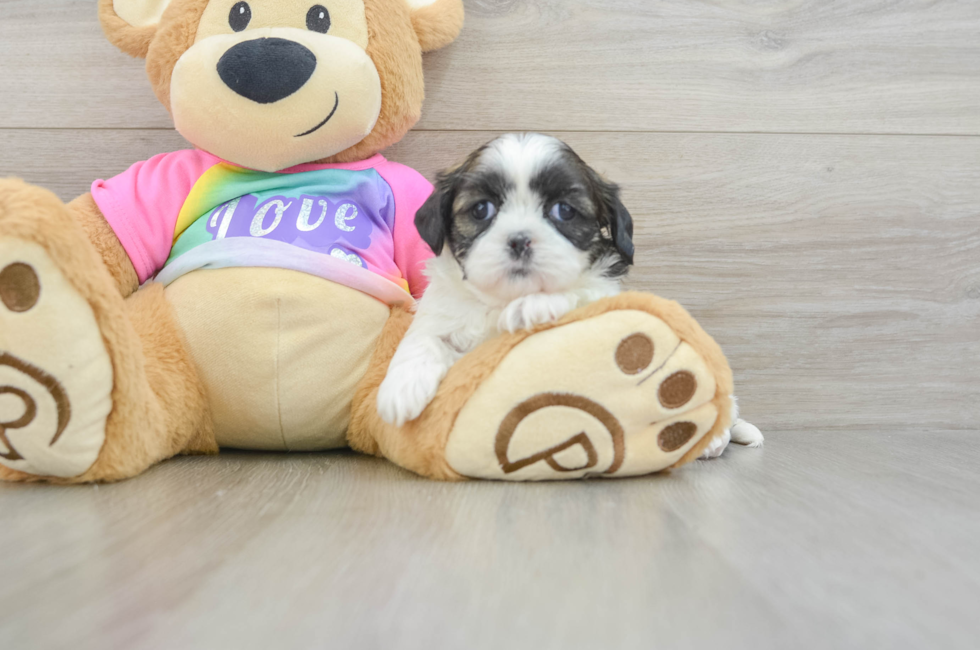 5 week old Shih Tzu Puppy For Sale - Florida Fur Babies