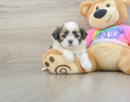 5 week old Shih Tzu Puppy For Sale - Florida Fur Babies
