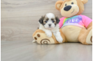 Shih Tzu Puppy for Adoption