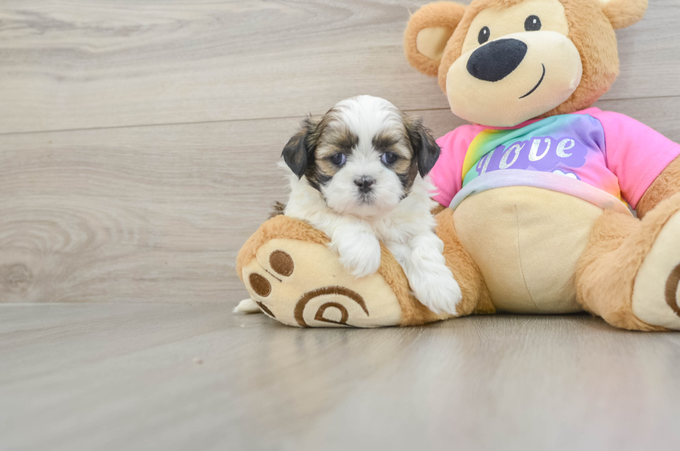 5 week old Shih Tzu Puppy For Sale - Florida Fur Babies