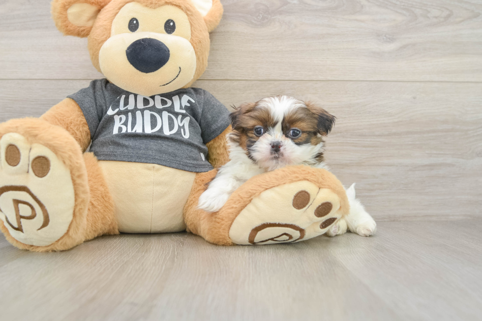 Fluffy Shitzu Purebred Puppy