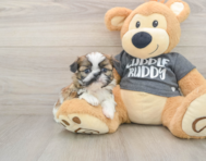 6 week old Shih Tzu Puppy For Sale - Florida Fur Babies