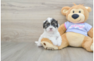 Best Shih Tzu Baby