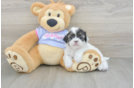 Shih Tzu Puppy for Adoption