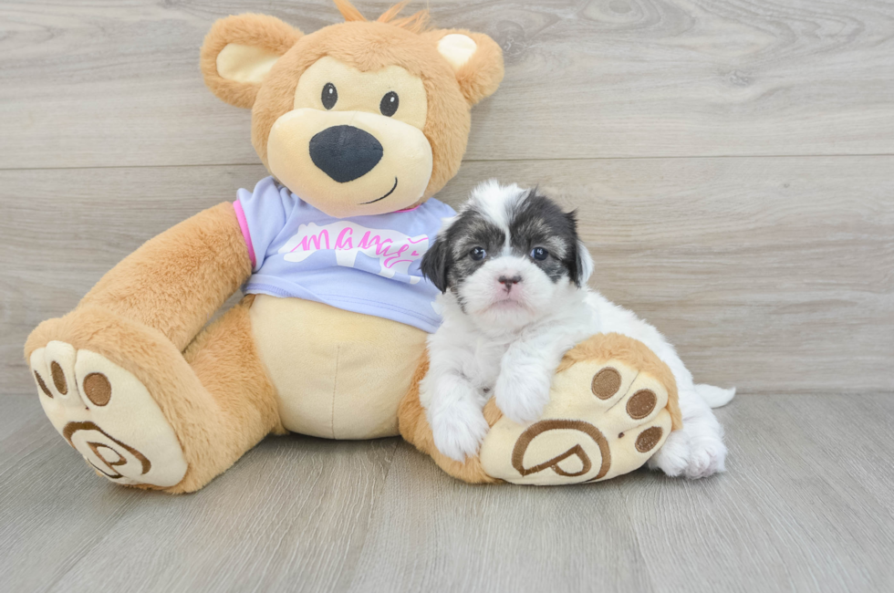 6 week old Shih Tzu Puppy For Sale - Florida Fur Babies