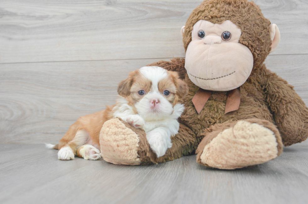 5 week old Shih Tzu Puppy For Sale - Florida Fur Babies