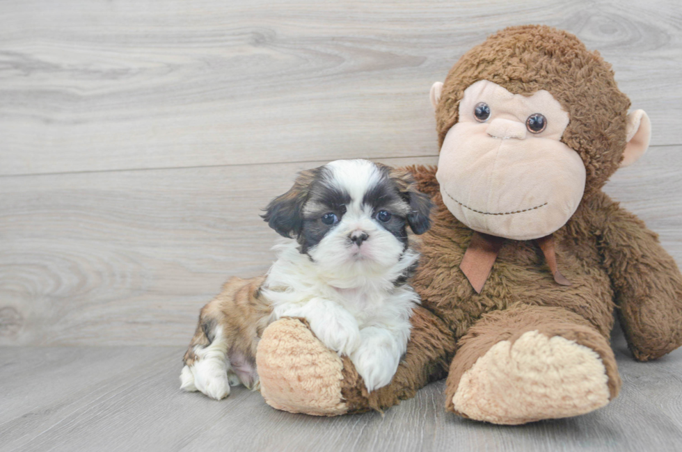5 week old Shih Tzu Puppy For Sale - Florida Fur Babies