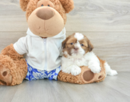 6 week old Shih Tzu Puppy For Sale - Florida Fur Babies