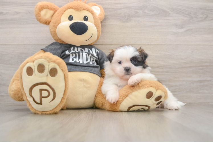 Shih Tzu Pup Being Cute