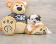5 week old Shih Tzu Puppy For Sale - Florida Fur Babies