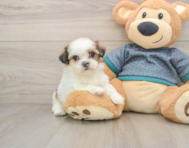 5 week old Shih Tzu Puppy For Sale - Florida Fur Babies