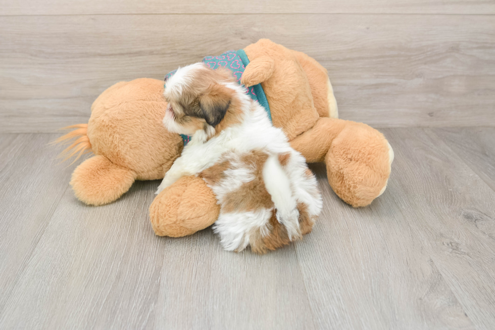 Best Shih Tzu Baby