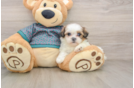 Best Shih Tzu Baby