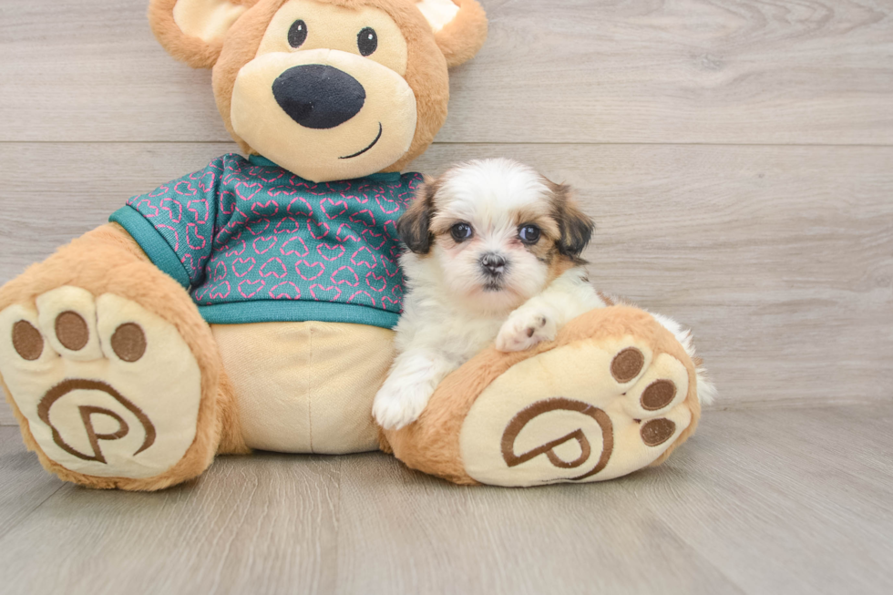 Best Shih Tzu Baby