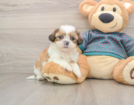 5 week old Shih Tzu Puppy For Sale - Florida Fur Babies