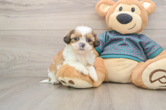 Small Shih Tzu Purebred Pup