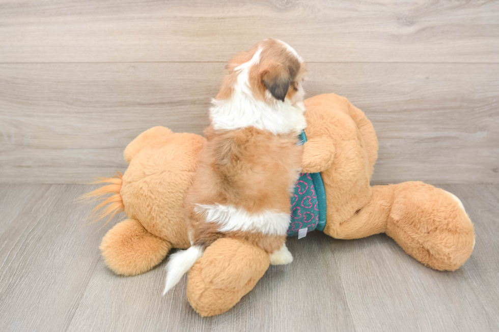 Friendly Shih Tzu Purebred Pup