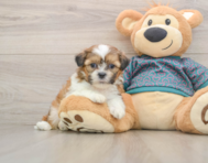 5 week old Shih Tzu Puppy For Sale - Florida Fur Babies