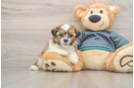 Shih Tzu Puppy for Adoption