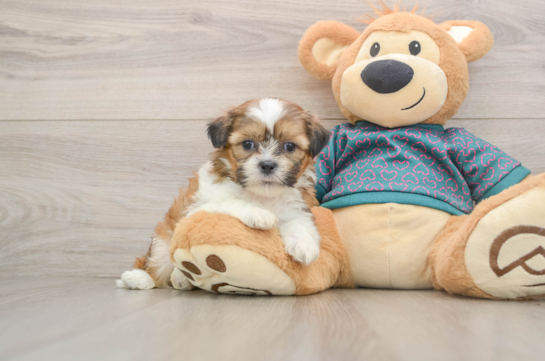Shih Tzu Puppy for Adoption