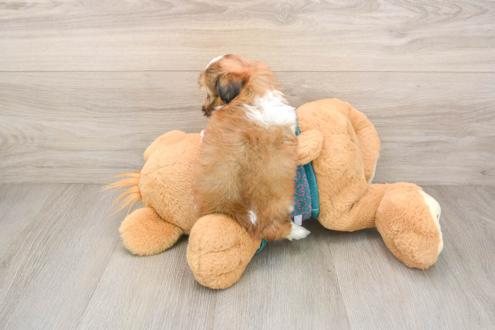 Shih Tzu Pup Being Cute