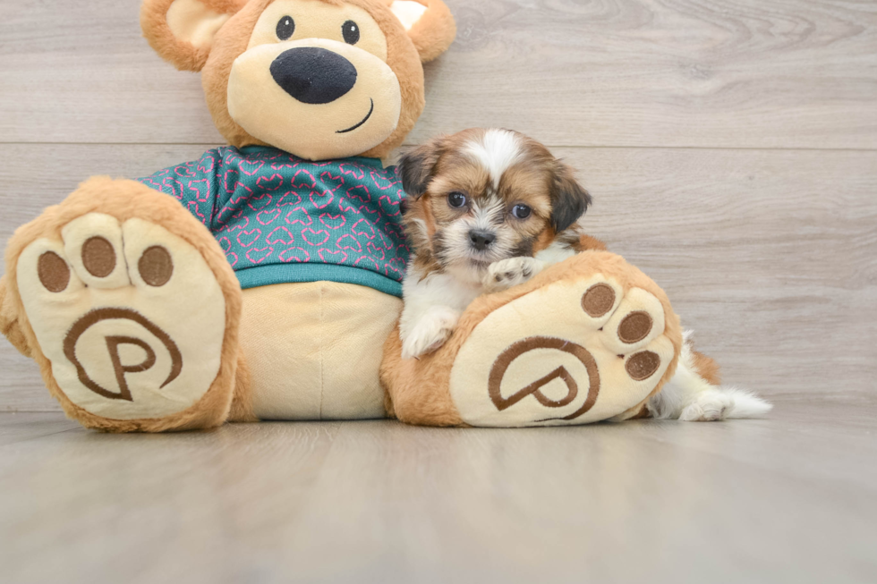 Shih Tzu Puppy for Adoption
