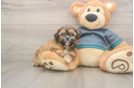 Akc Registered Shih Tzu Baby