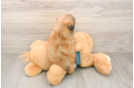 Smart Shitzu Purebred Puppy