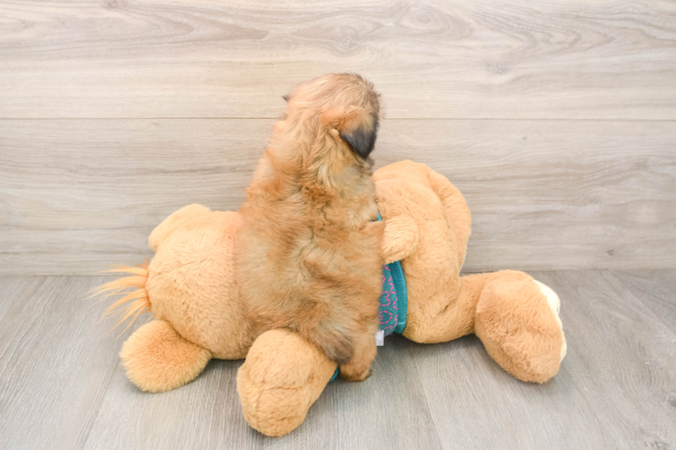 Smart Shitzu Purebred Puppy