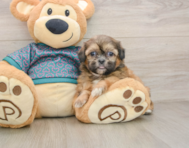 5 week old Shih Tzu Puppy For Sale - Florida Fur Babies