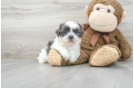 Meet Kenny - our Shih Tzu Puppy Photo 2/3 - Florida Fur Babies