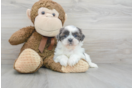 Meet Kenny - our Shih Tzu Puppy Photo 1/3 - Florida Fur Babies