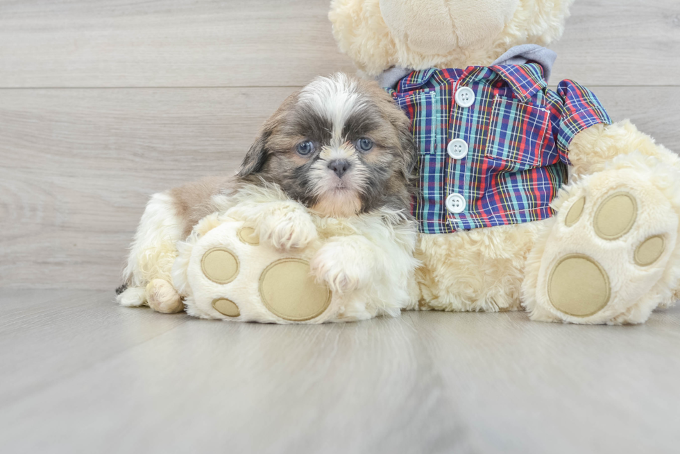 Shih Pom Dog Breed Description - Florida Fur Babies