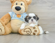 6 week old Shih Tzu Puppy For Sale - Florida Fur Babies