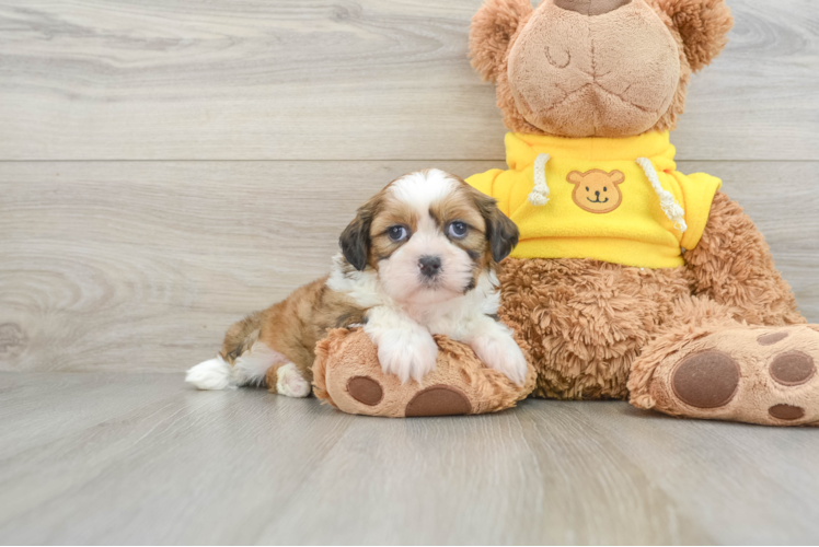 Sweet Shitzu Purebred Puppy