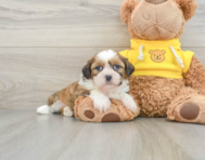 5 week old Shih Tzu Puppy For Sale - Florida Fur Babies