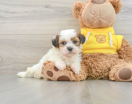 7 week old Shih Tzu Puppy For Sale - Florida Fur Babies