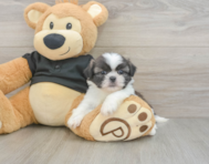 5 week old Shih Tzu Puppy For Sale - Florida Fur Babies