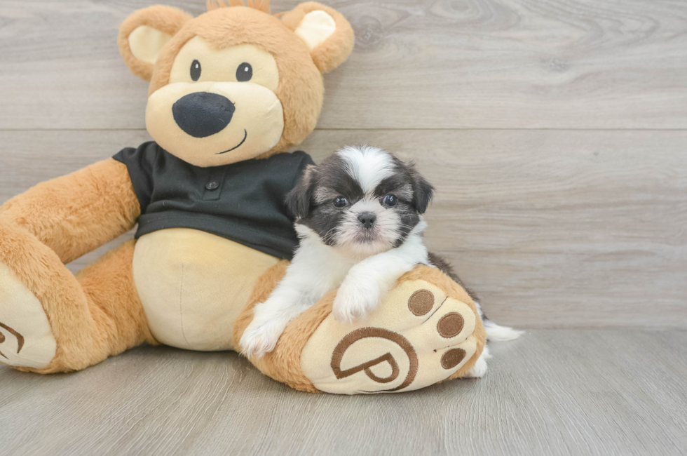 5 week old Shih Tzu Puppy For Sale - Florida Fur Babies