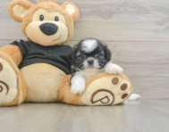 5 week old Shih Tzu Puppy For Sale - Florida Fur Babies