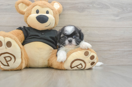 Shih Tzu Puppy for Adoption