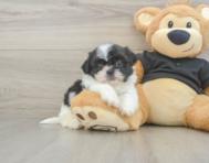 5 week old Shih Tzu Puppy For Sale - Florida Fur Babies